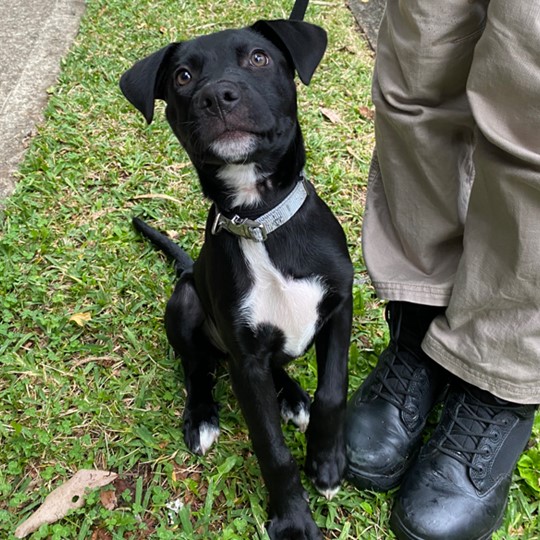 Eclipse staffy x kelpie found 22 april